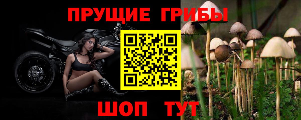 Галлюциногенные грибы Psilocybe Дубна